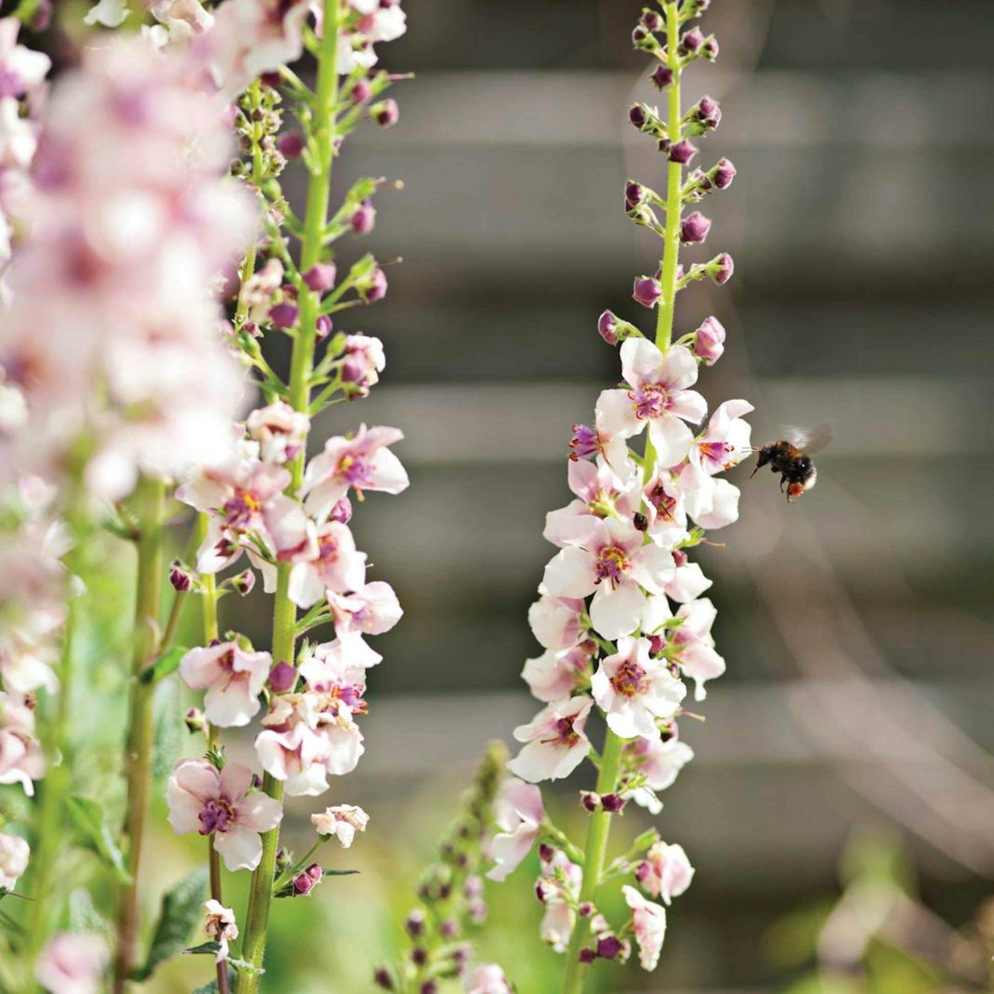 Guide: Så fantastiske stokroser | ISABELLAS