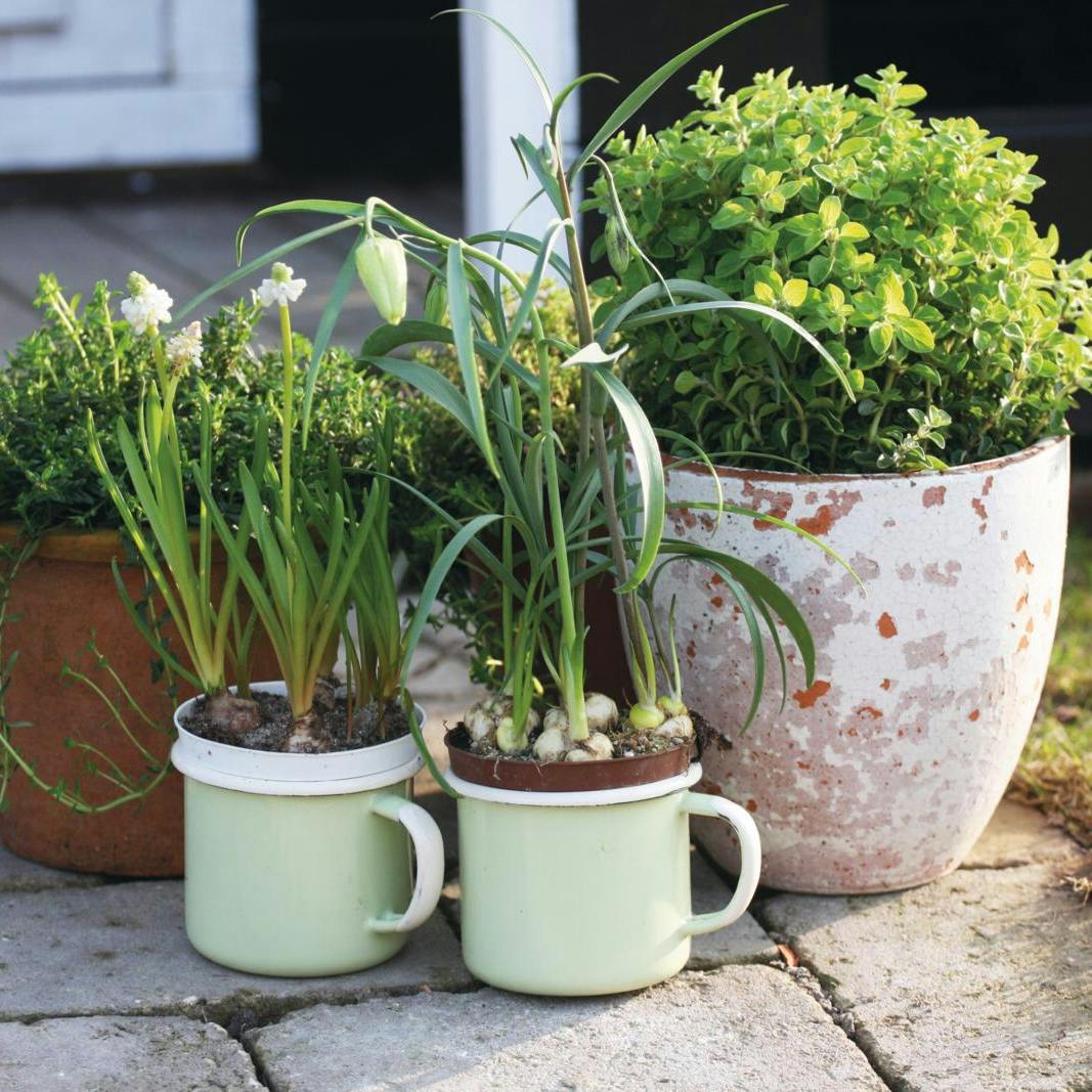 Gøremål i haven i uge 47.