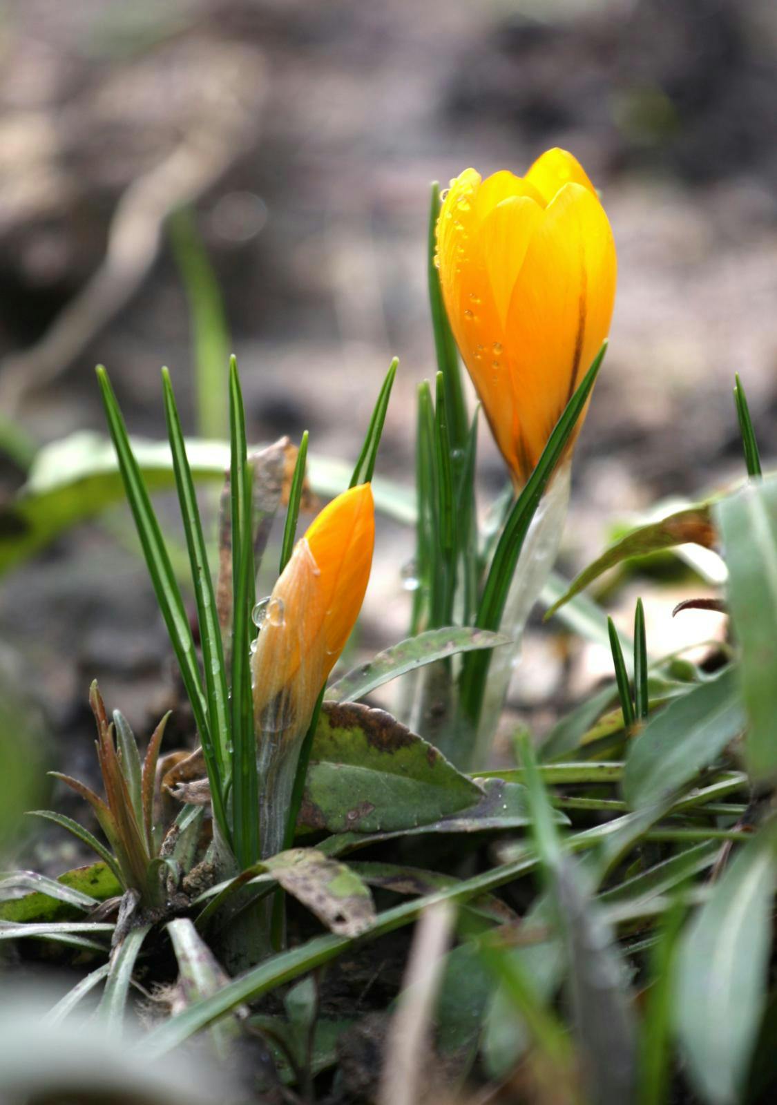 Krokus i vinterhaven - haven i marts