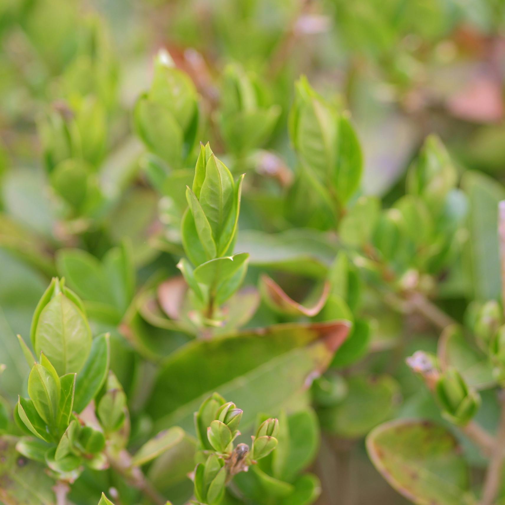Plant en ligusterhæk