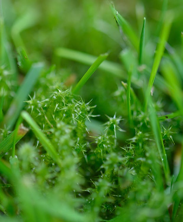 Fjern mos i græsplænen