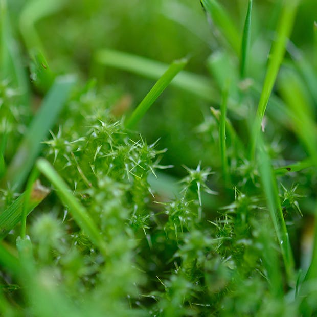 Fjern mos i græsplænen