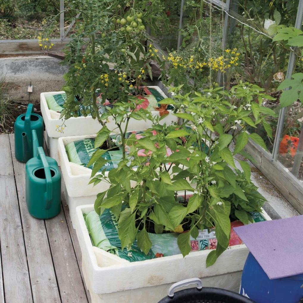 Dyrk i selvvandingskasser