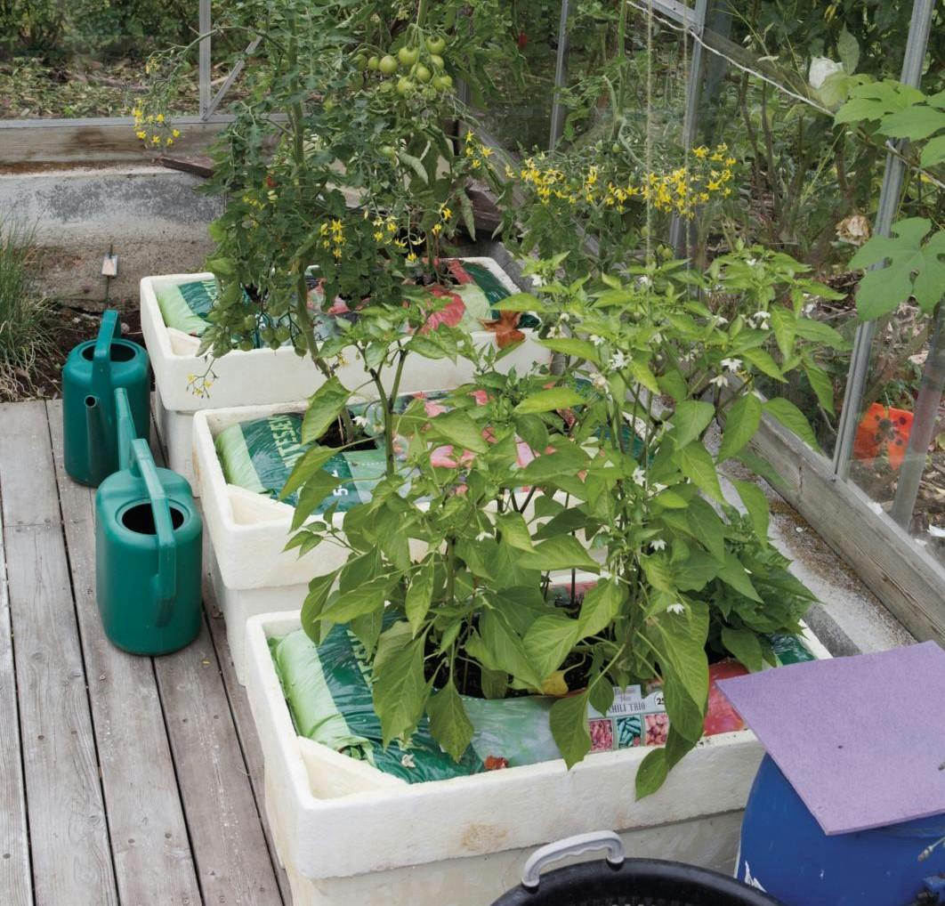 Kapilærkasser i drivhus