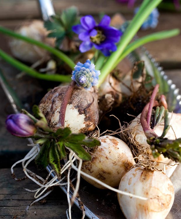 Forårsblomster i sensommeren