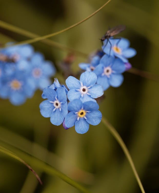 En lyseblå forglemmigej