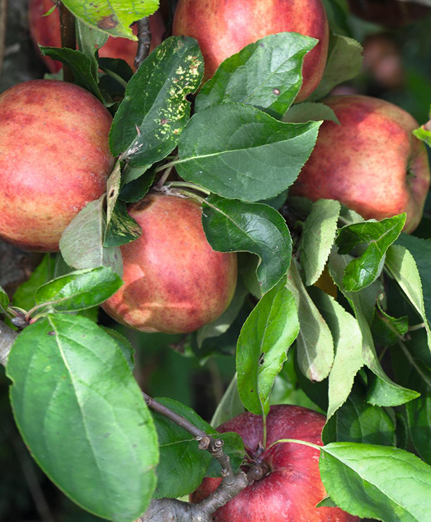 Forlæng holdbarheden på dine æbler - 7 trin