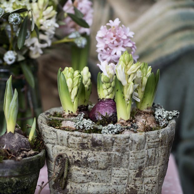 Juleblomster forskønner boligen med flotte farver og skønne dufte.