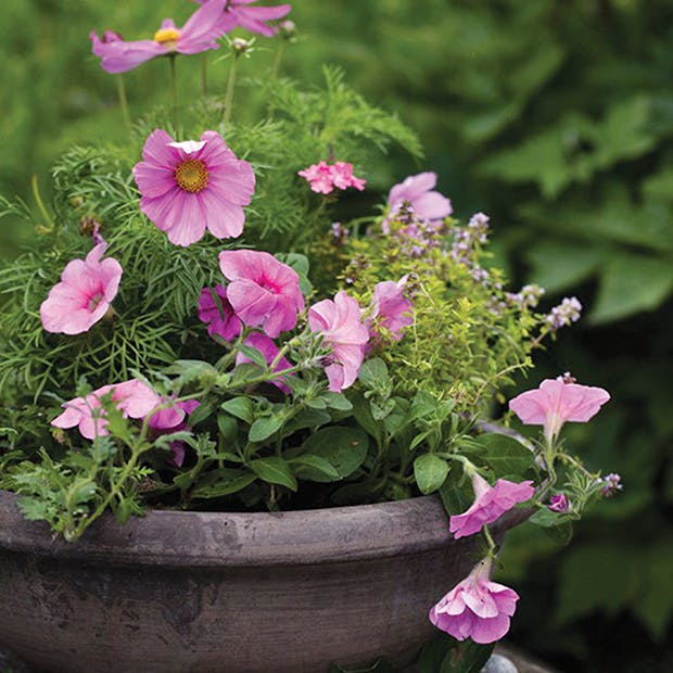 Forspiring af sommerblomster