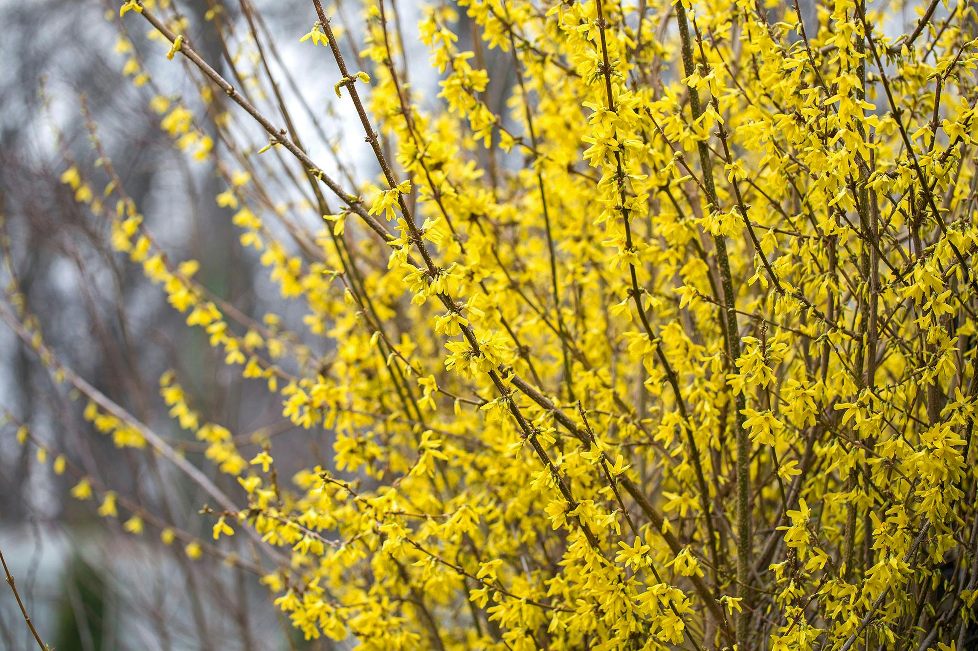 Forsythia