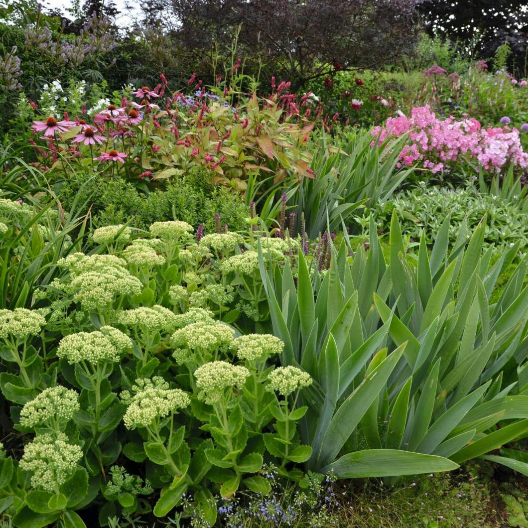 Frisk staudebedet op i efteråret - 5 tips