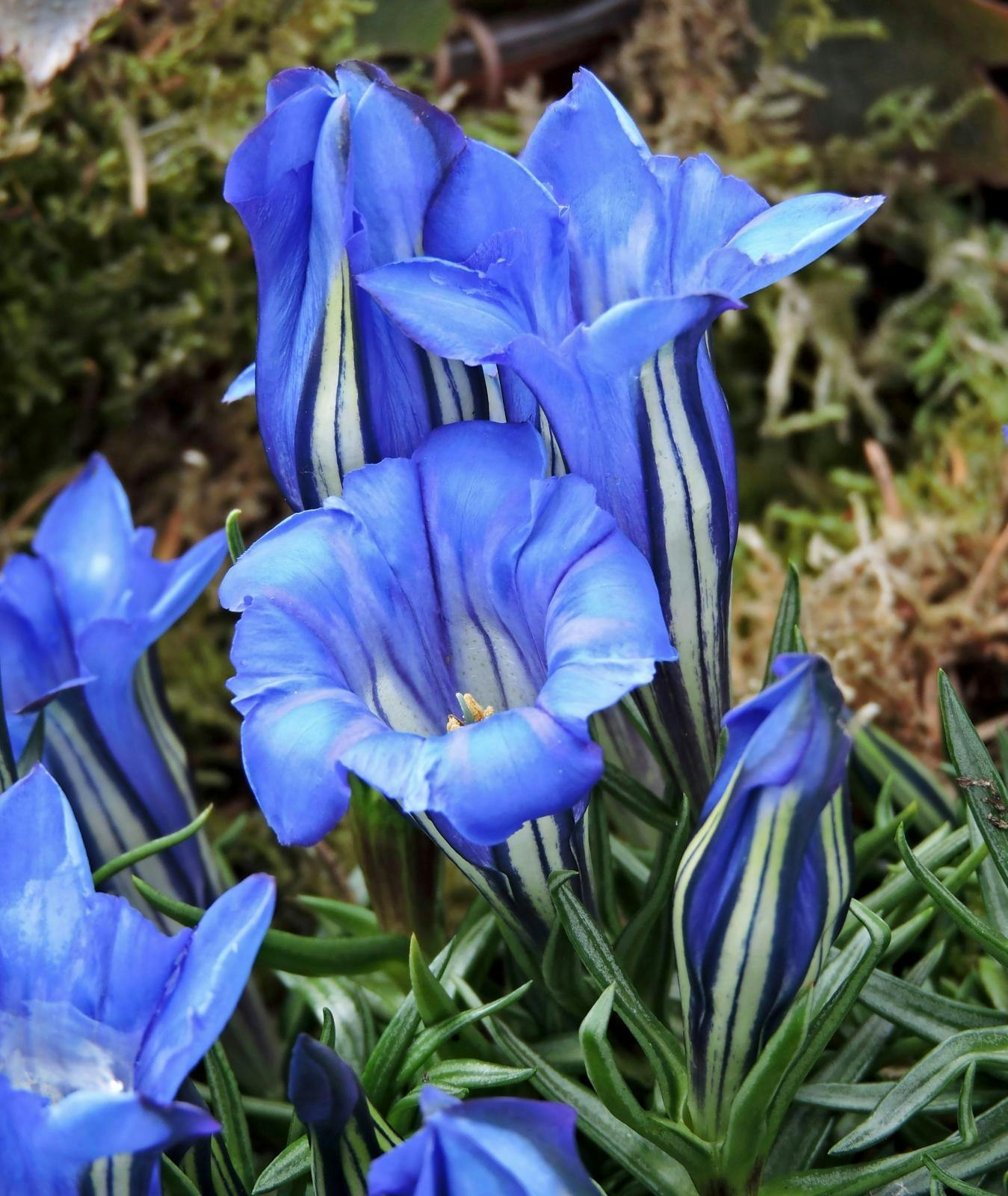 Ensian (Gentiana) - guide til dyrkning