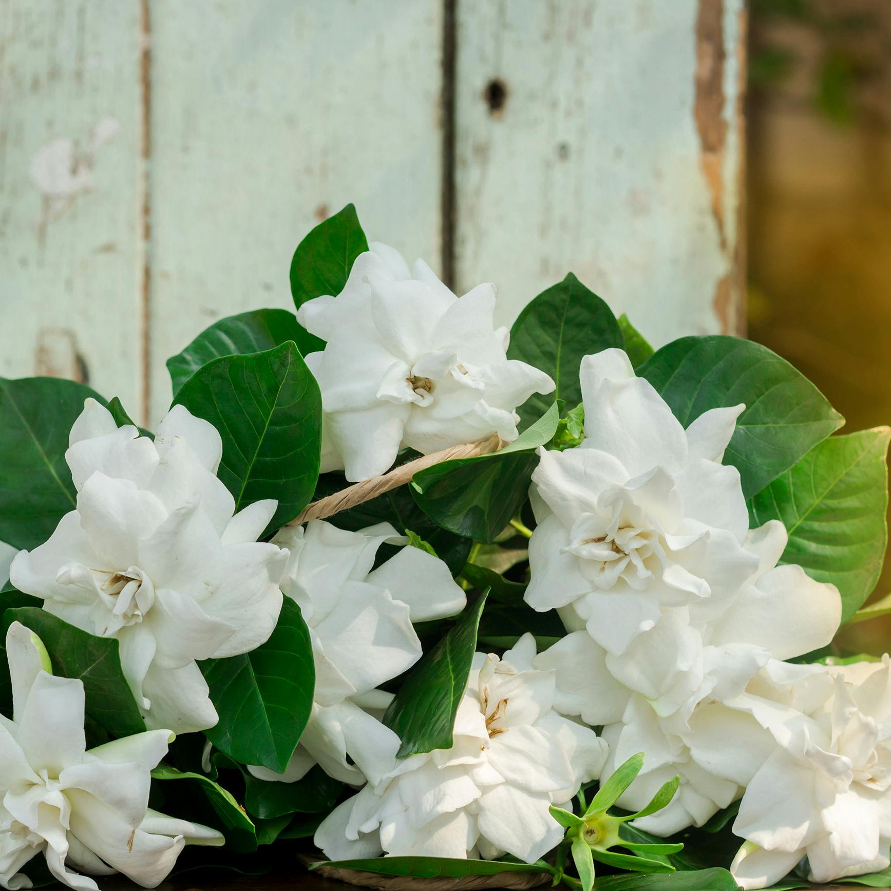 Gardenia får søde knaphulsblomster.