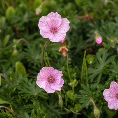 Geranium sanguineum var. striatum, Storkenæb, er fantastisk yndig.