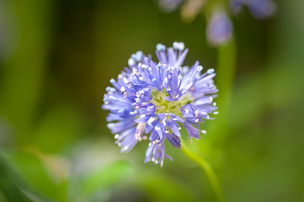 Gilia capitata, Blåhoved, er en smuk sommerblomst.