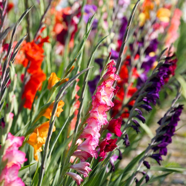 Sprudlende, næsten eksplosive gladiolus