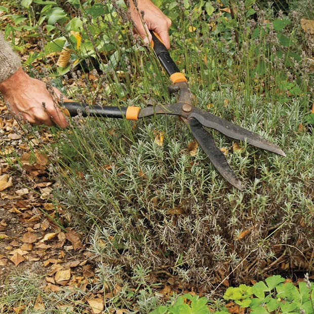 Gør haven klar til vinter
