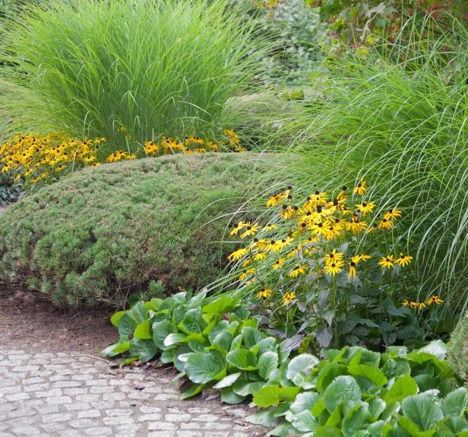 ISABELLAS havekalender – bed med blandt andet strålesolhat og hosta