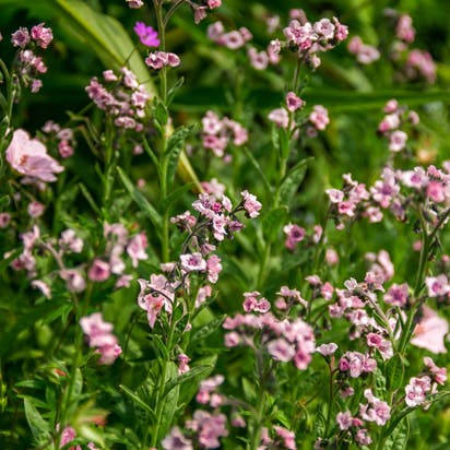 Dyrk havens vilde planter sammen med dine øvrige planter i haven. Vi giver dig inspiration til, hvilke planter du skal vælge.