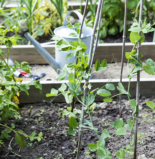 4 gode grunde til at gå i haven i april