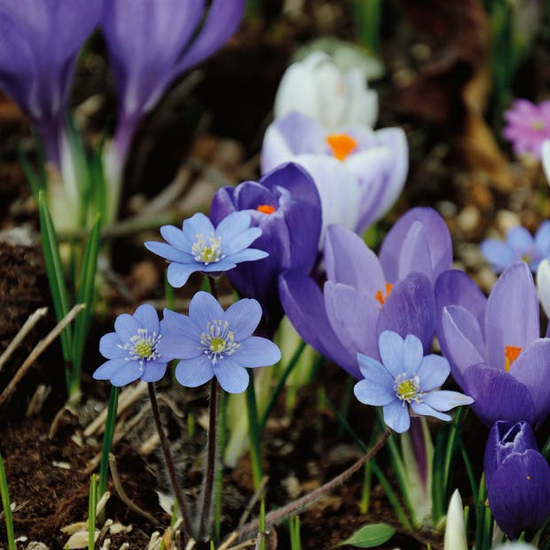 En blå blomst: Blå Anemone, hepatica nobilis