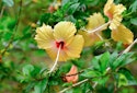 Dyrk Hibiscus rosa-sinensis — hawaiiblomst, også kaldet hibiscusblomst