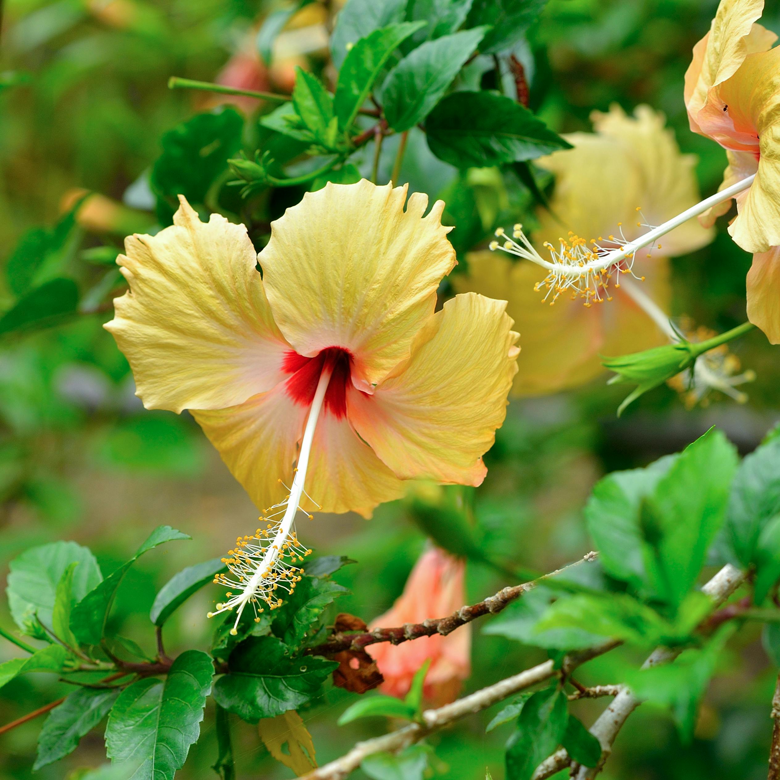 Dyrk Hibiscus rosa-sinensis — hawaiiblomst, også kaldet hibiscusblomst