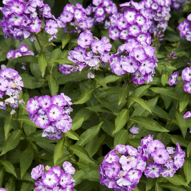 Sensommerblomster - høstfloks