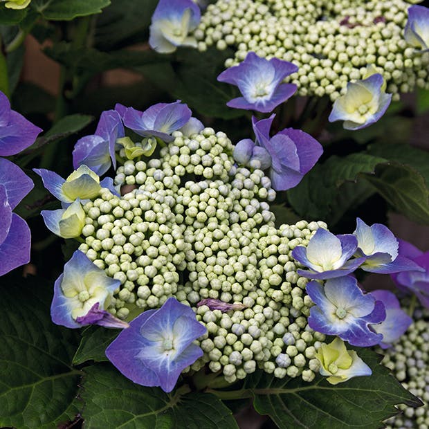 Hortensiaer