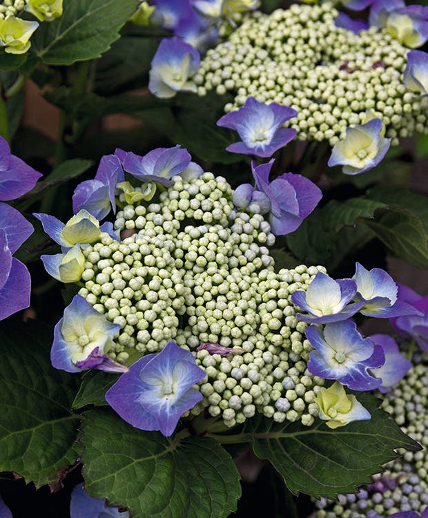 Hortensiaer - sådan skifter du farven