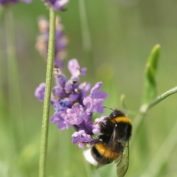 Humlebi leder efter nektar.