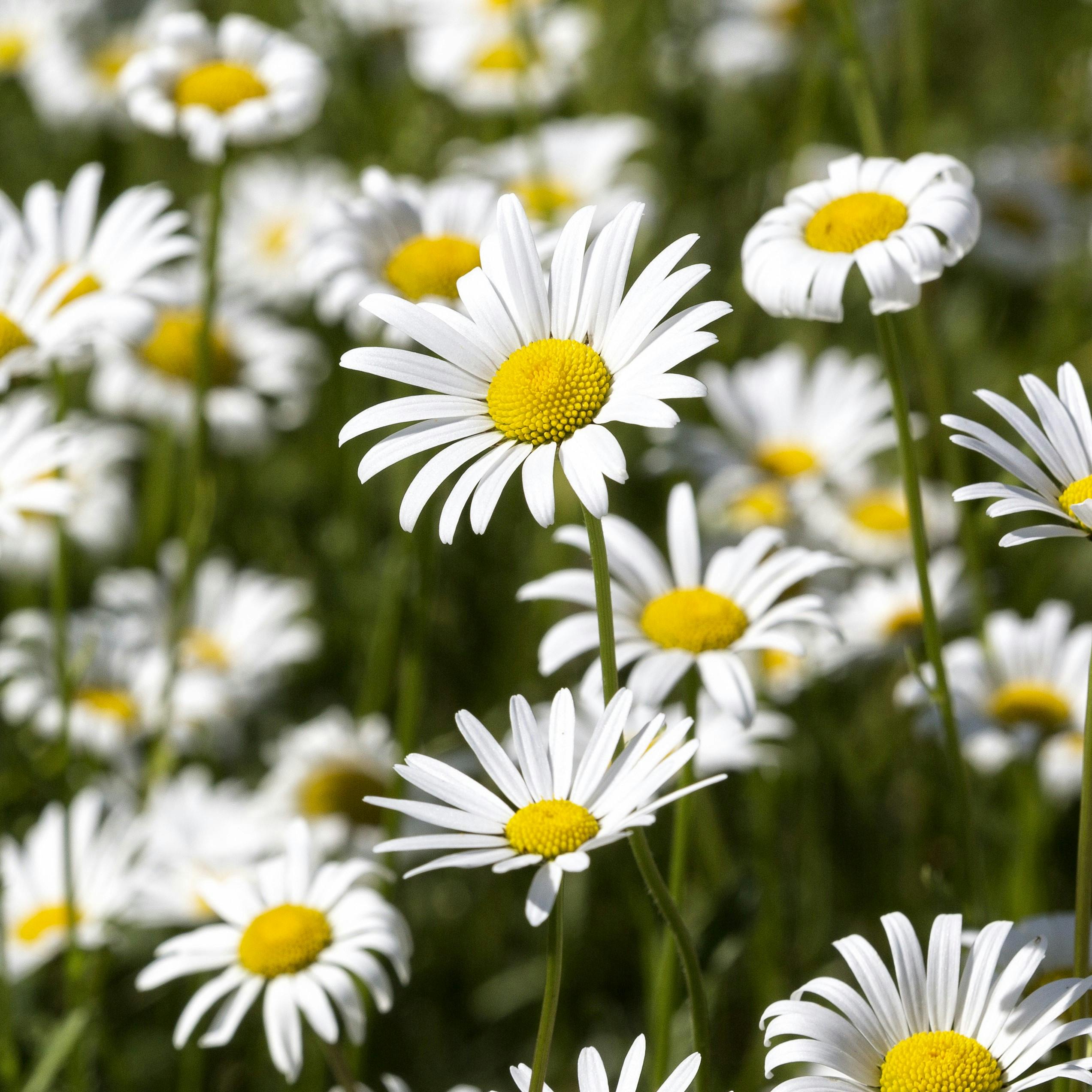Hvid marguerit