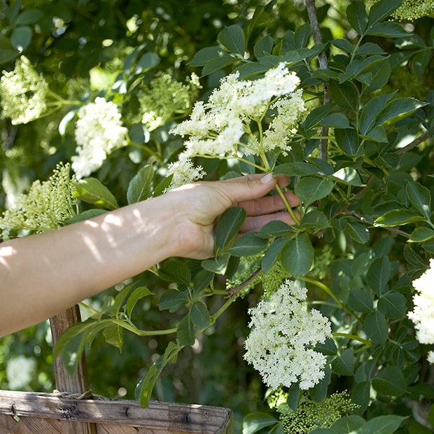 /media/article/hyldeblomster_kan_fryses5.jpg