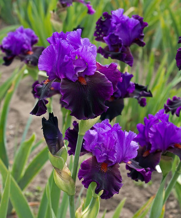 Iris i blomst