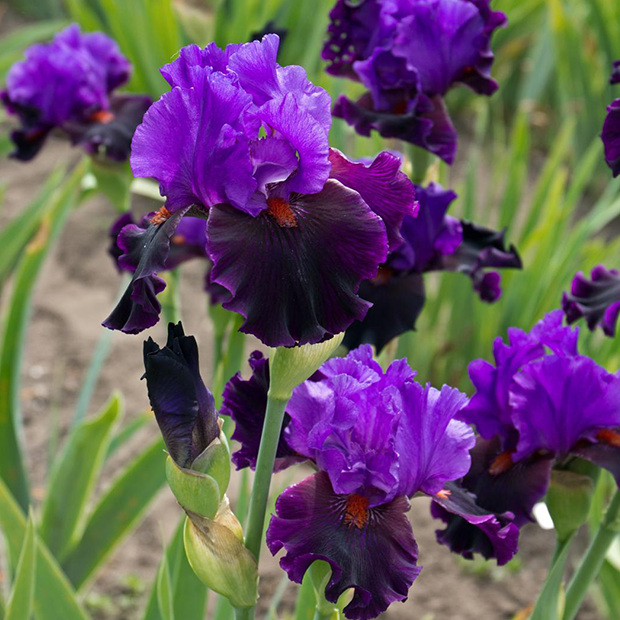 Iris i blomst 