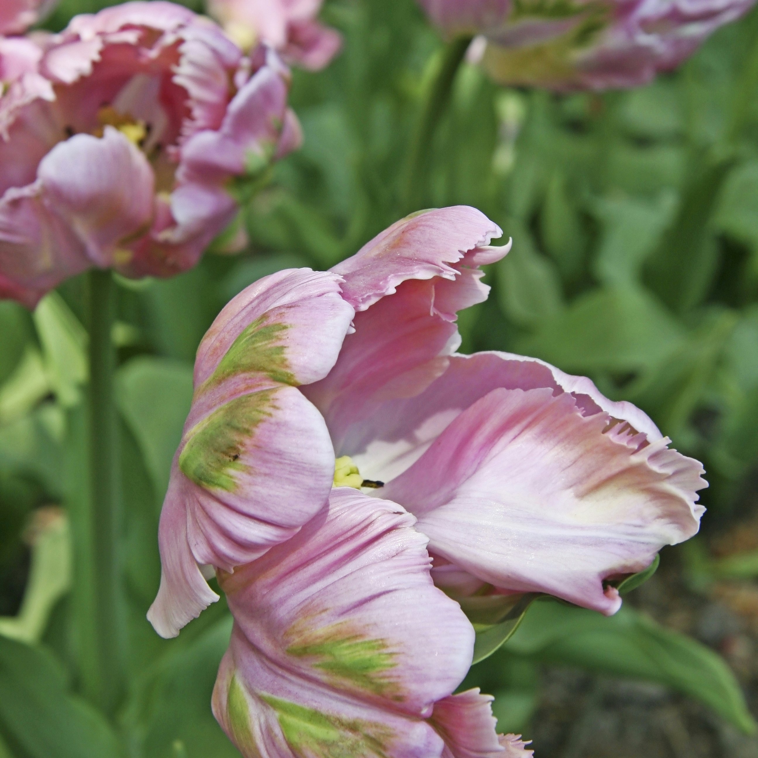 Plant tulipanløg