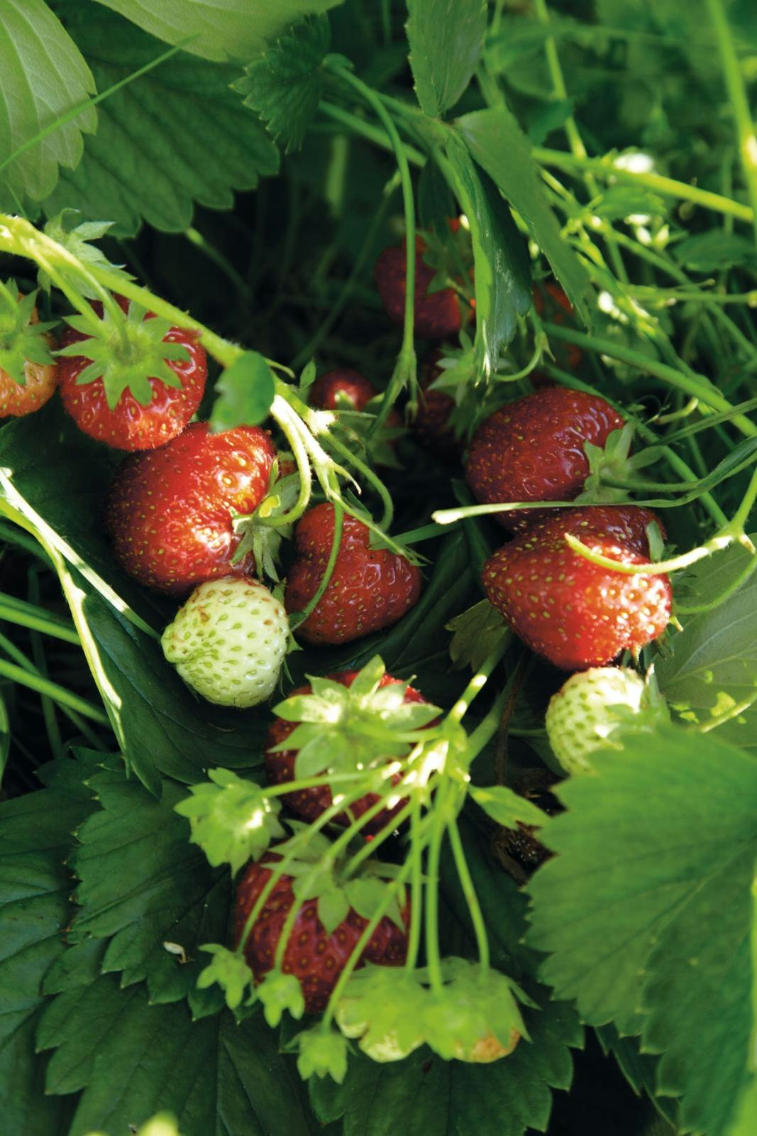 dyrker du de lækreste jordbær i haven 🍓 |