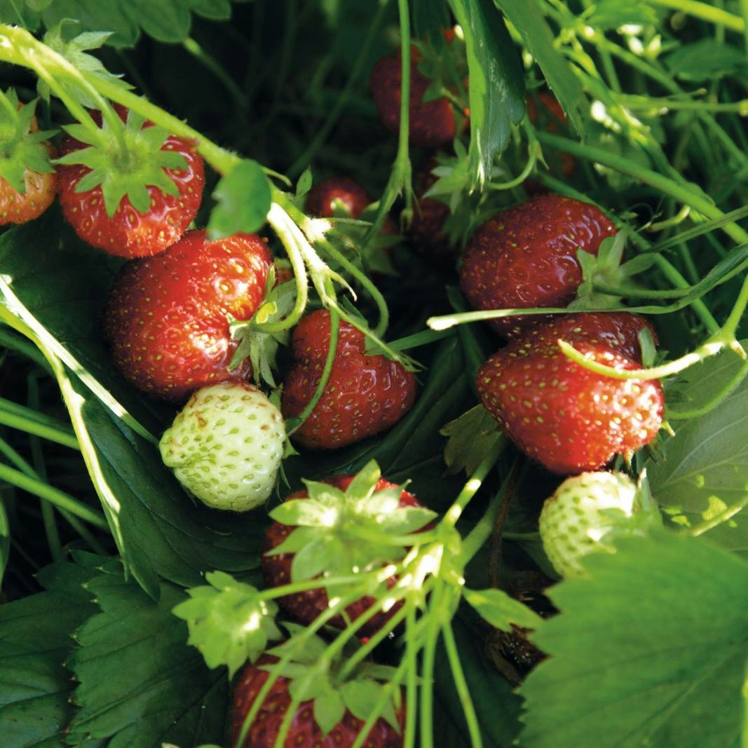 Dyrk jordbær i haven