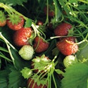Dyrk jordbær i haven