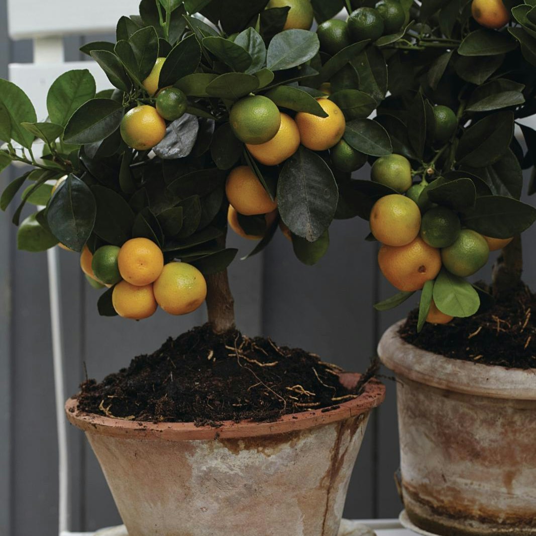 Kumquat - er det et citrontræ?