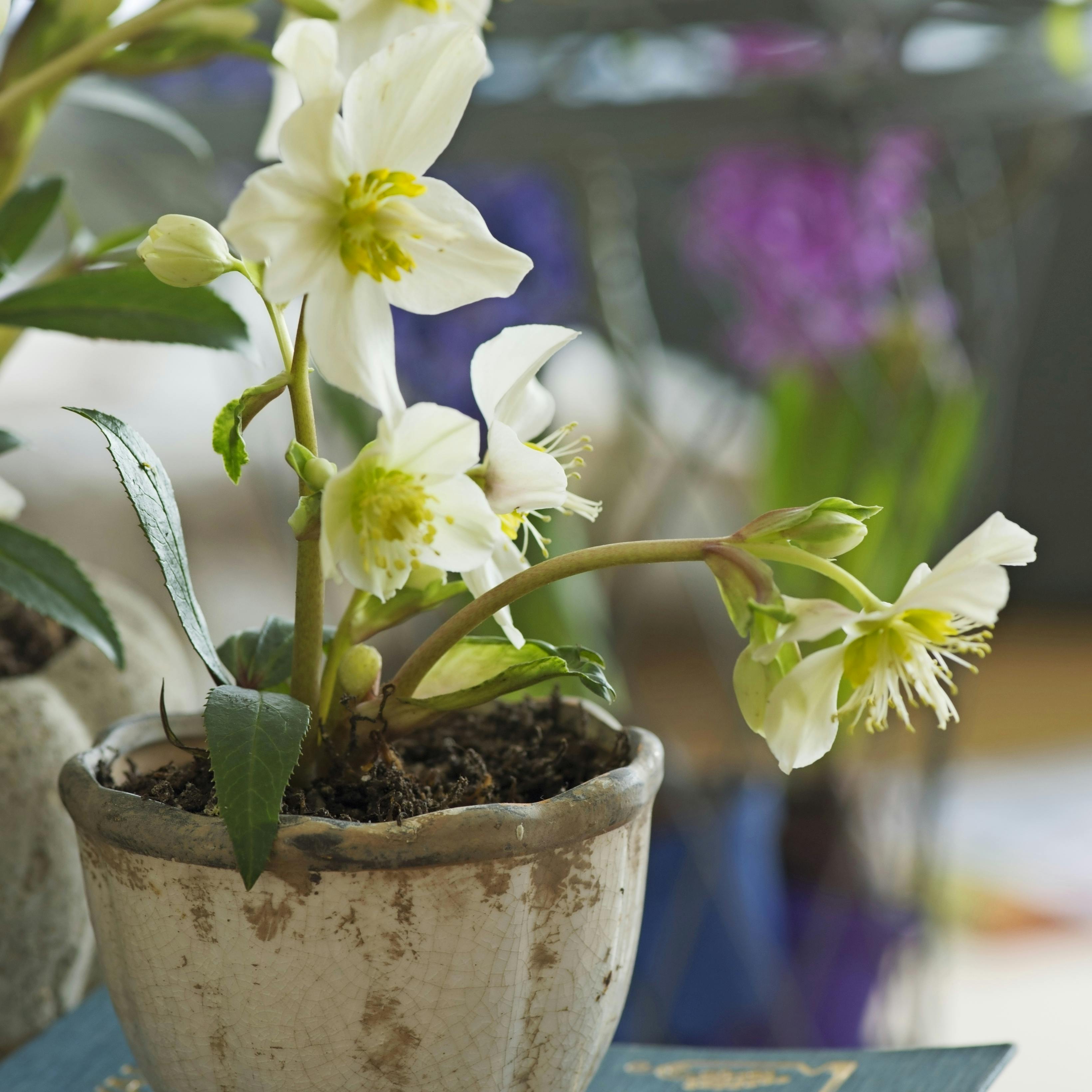 Plant julens planter ud.