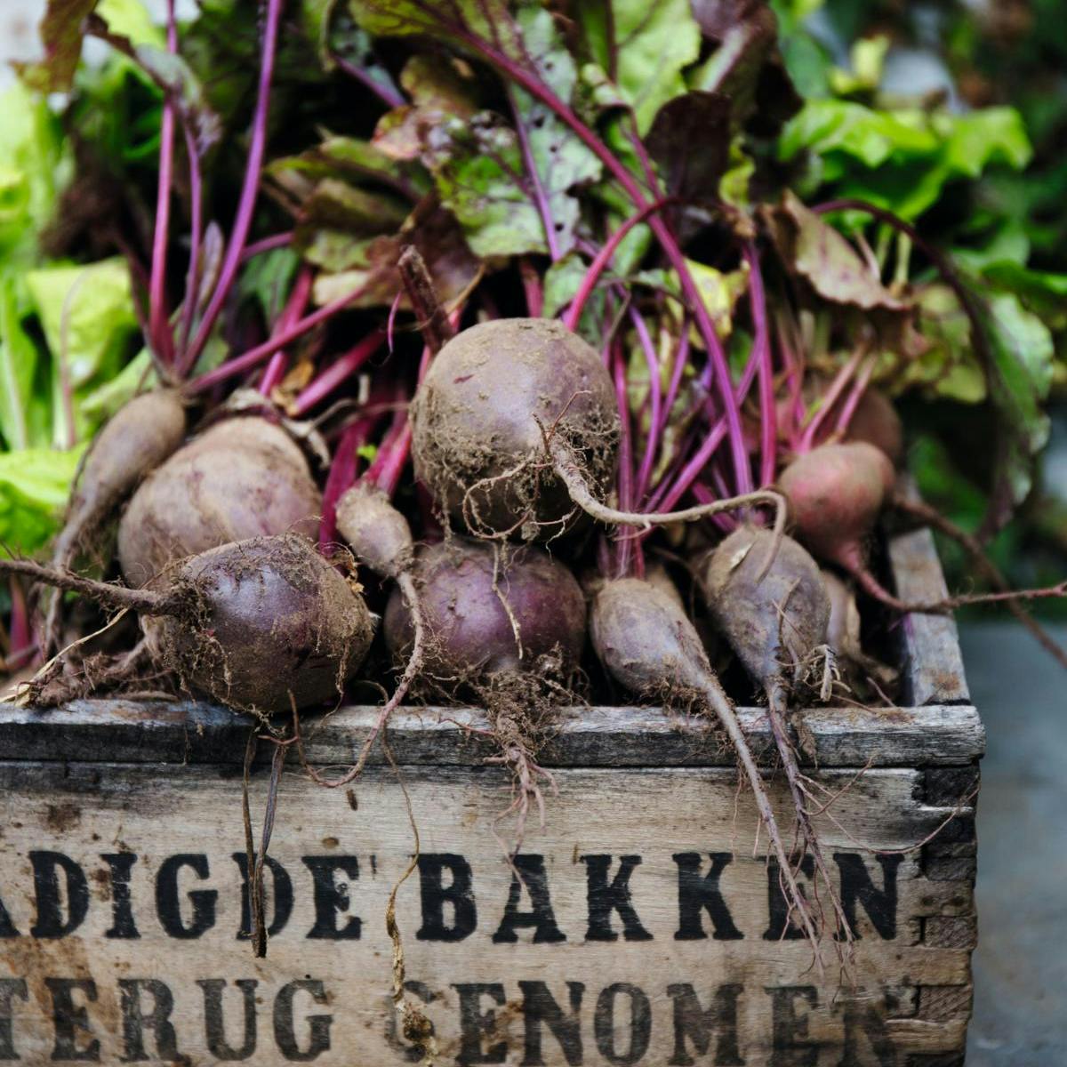 Rødbeder - sen sommersåning