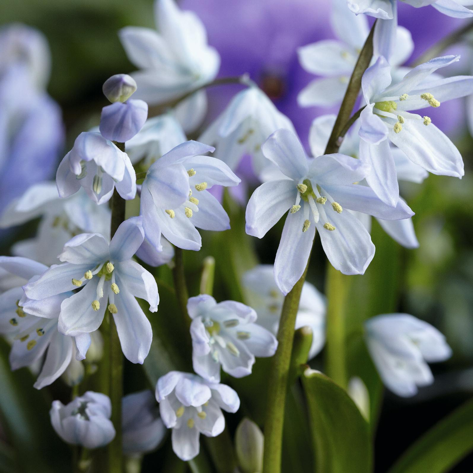 Persisk skilla i forårshaven.