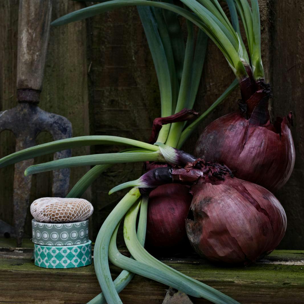 rødløg