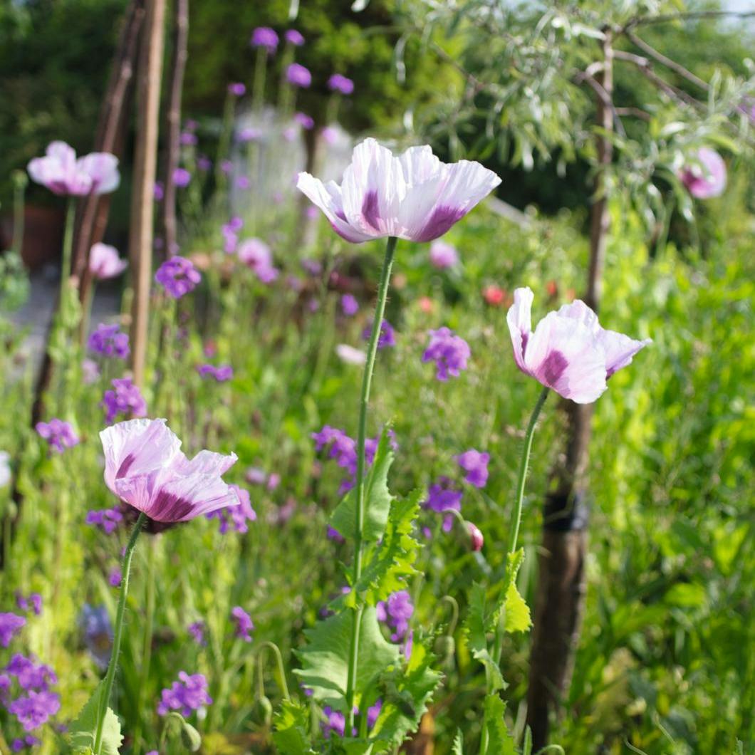 Dyrk søde sommerblomster til haven