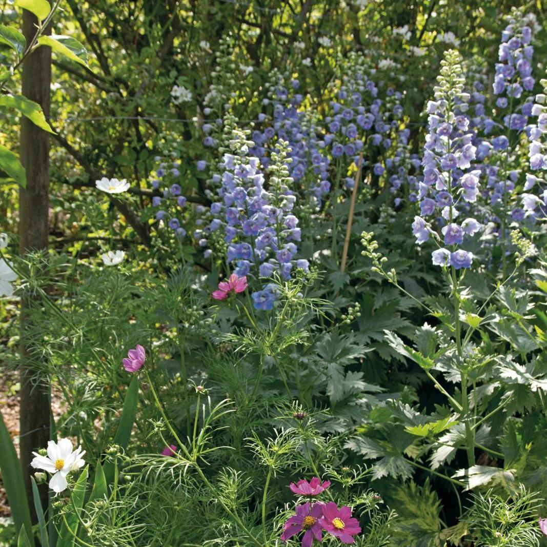 Gøremål i haven i uge 41.