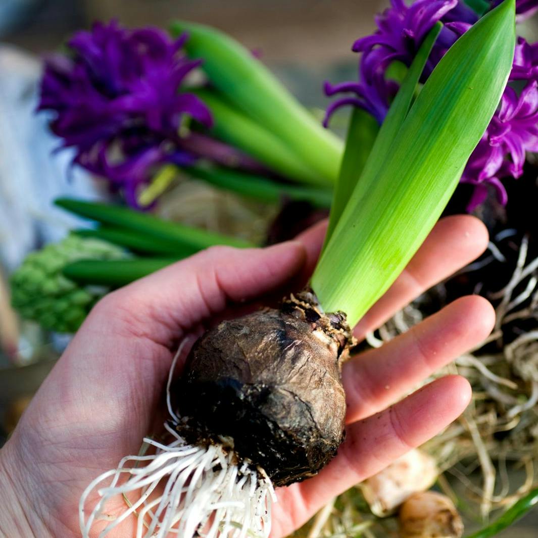 Dyrk flotte blomsterløg