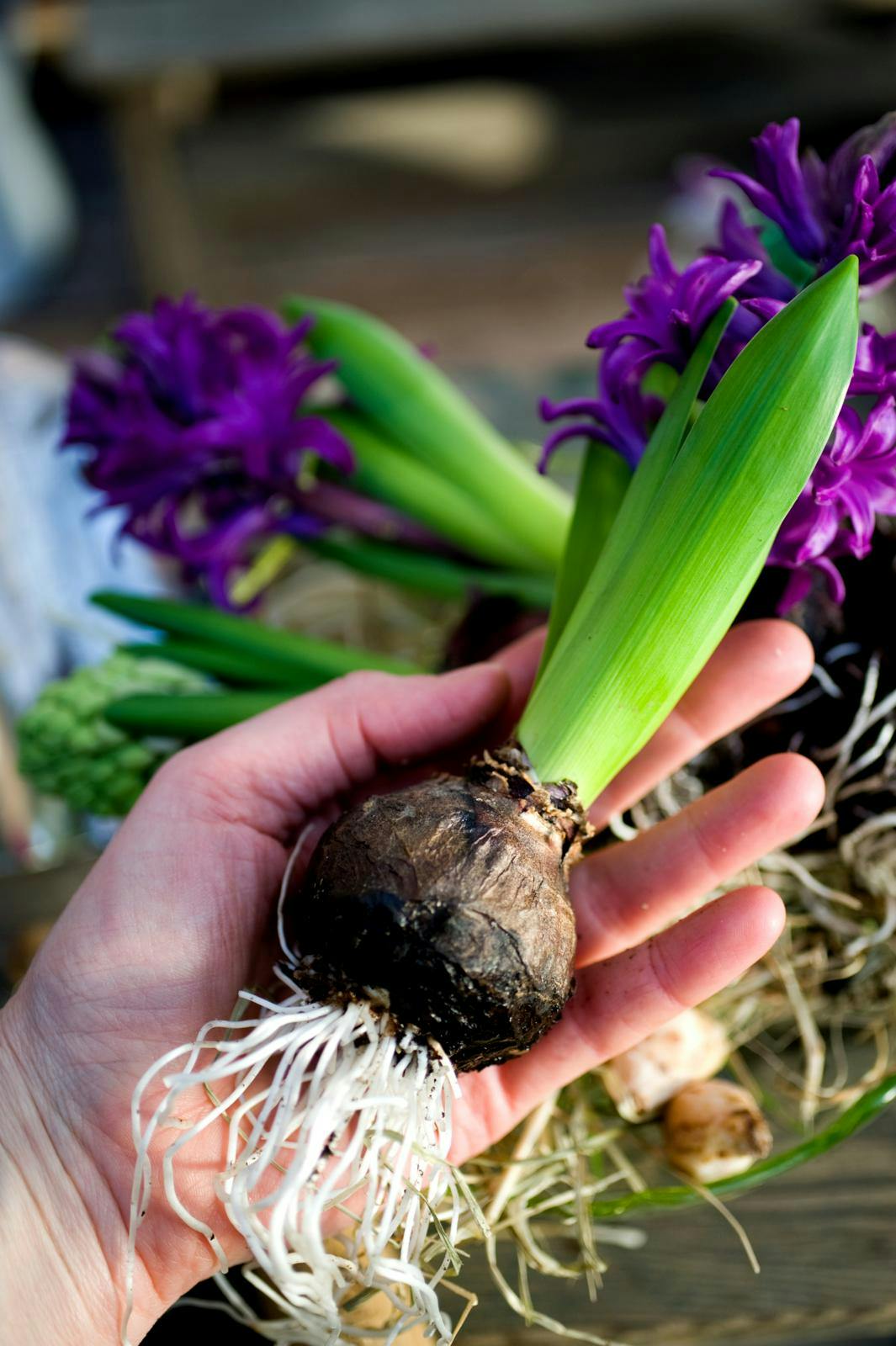 Blomsterløg