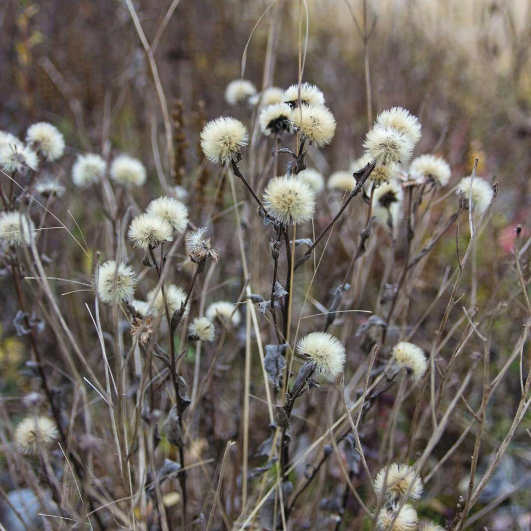 Havekalender i uge 12