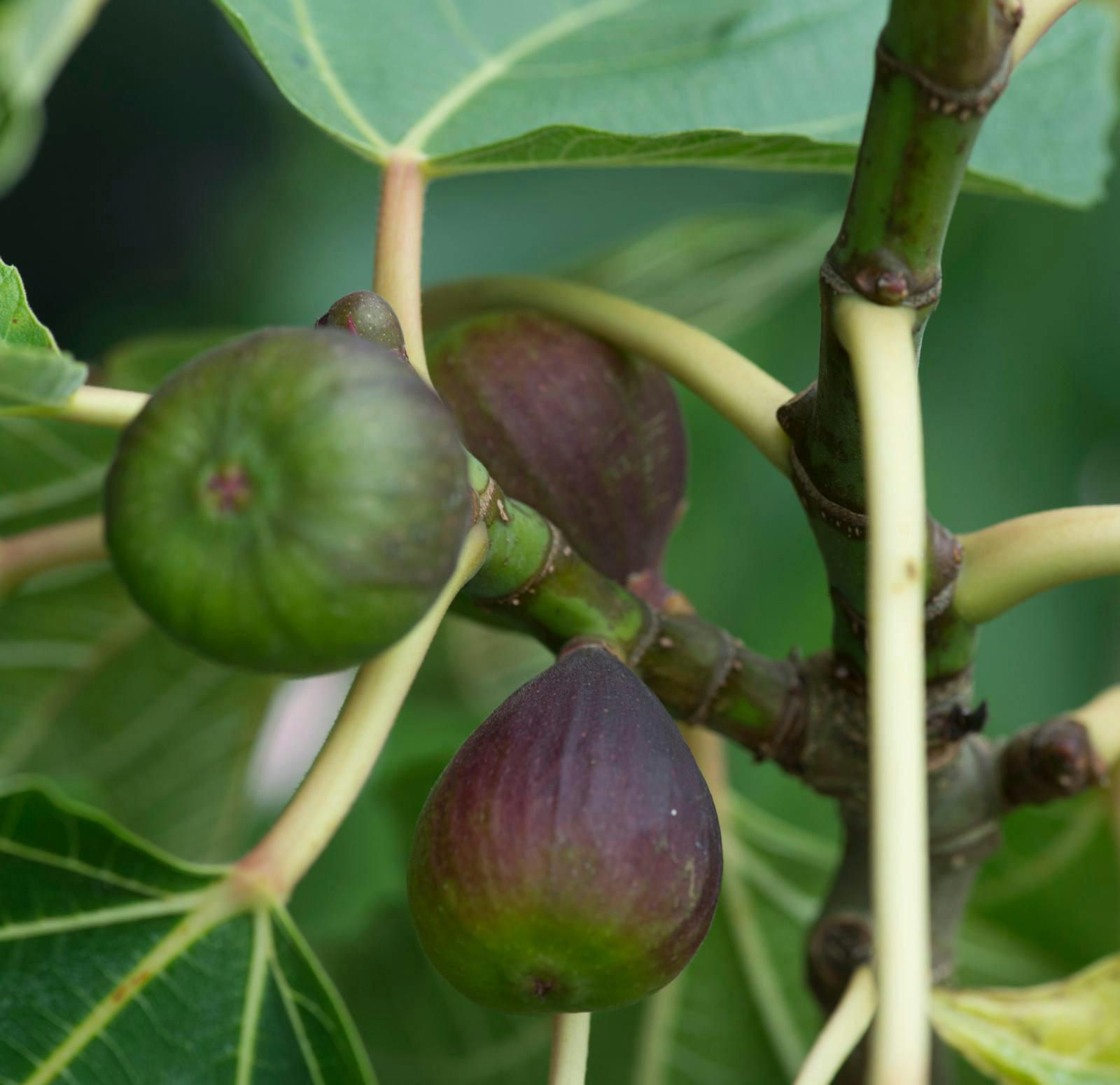 Figentræ med figner